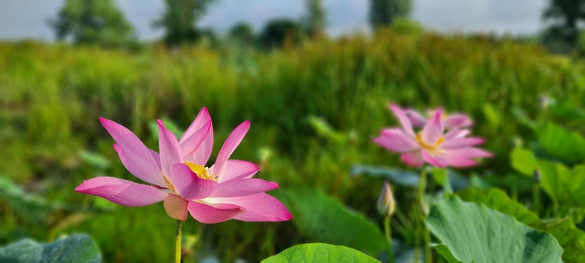 Viet Mekong Campsite *